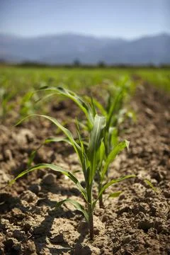 Young corn seedling grows at spring Stock Photos