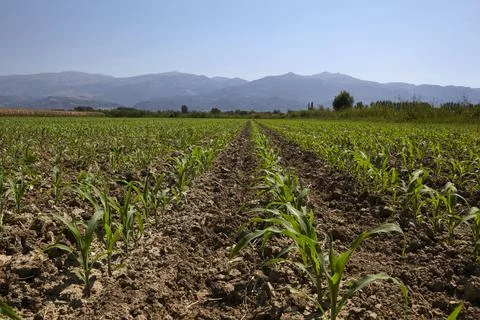 Young corn seedling grows at spring Stock Photos