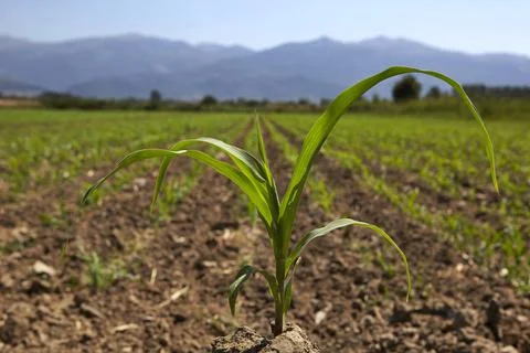 Young corn seedling grows at spring Stock Photos
