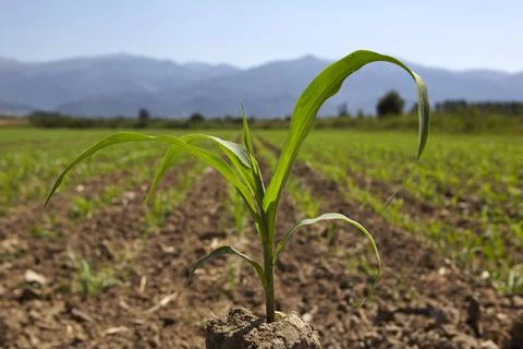 Young corn seedling grows at spring 写真素材