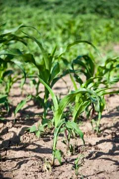 Young corn seedling. Stock Photos