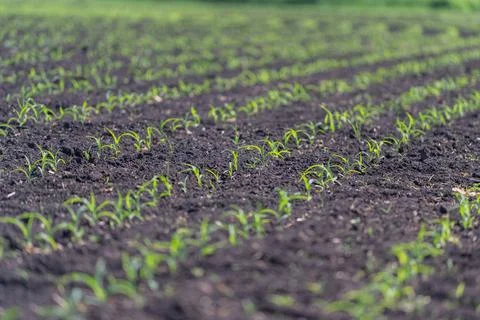 Young corn seedlings emerging in neat field rows Stock Photos