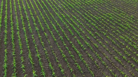 Young corn seedlings growing in evenly spaced planting rows. Fertile Stock Footage 340904759