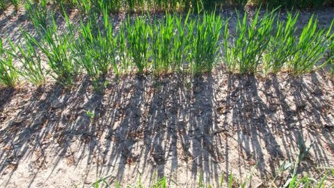 Young corn shoots in springtime with shadows cast on earth below Stock Photos