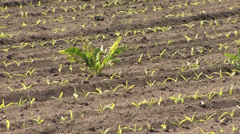 Young corn sprouts and weeds Stock Footage 39671850