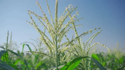 Young corn. Sprouts of corn on a background of blue sky Stock Footage 155865135
