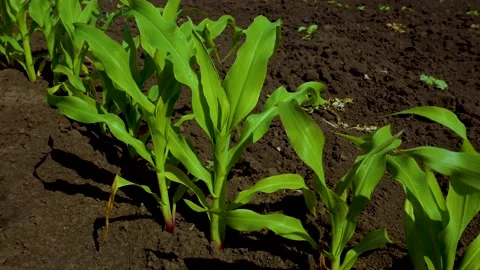 Young corn sprouts in the field. Growing corn Stock Footage 230220942