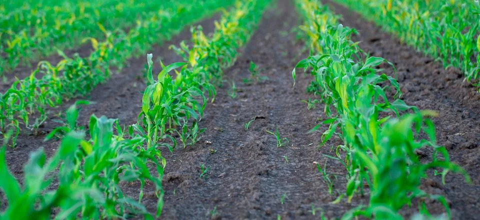 Young corn sprouts on the field. Selective focus. Stock Photos