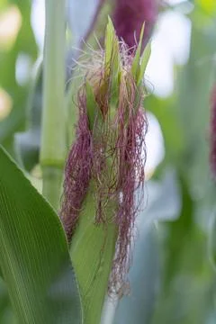 Young corn on a stalk on a beautiful background Foto stock
