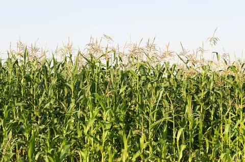 Young corn stalks in the cornfield Stock Photos