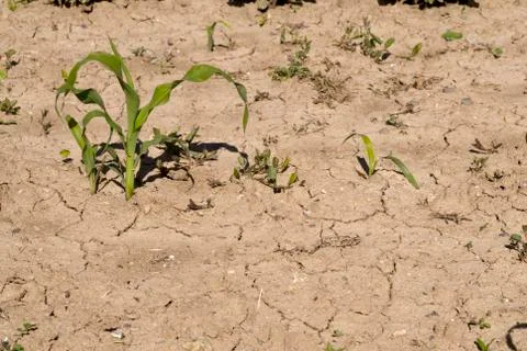Young corn stalks Stock Photos