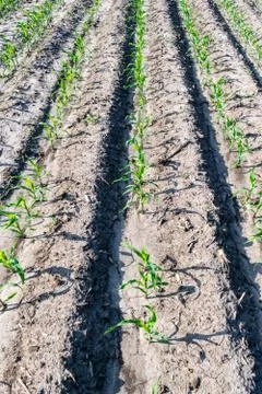 Young corn in summer Stock Photos