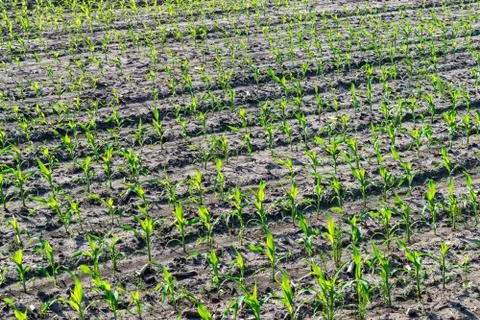 Young corn in summer Stock Photos
