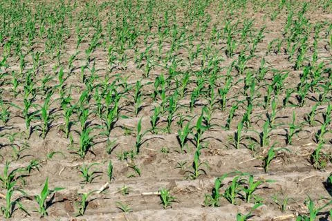 Young corn in summer Stock Photos