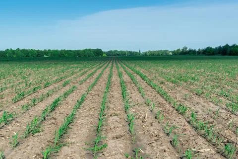 Young corn in summer Stock Photos