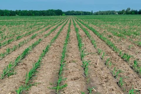 Young corn in summer Stock Photos