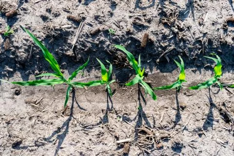 Young corn in summer Foto stock