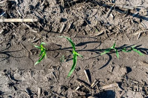 Young corn in summer Stock Photos