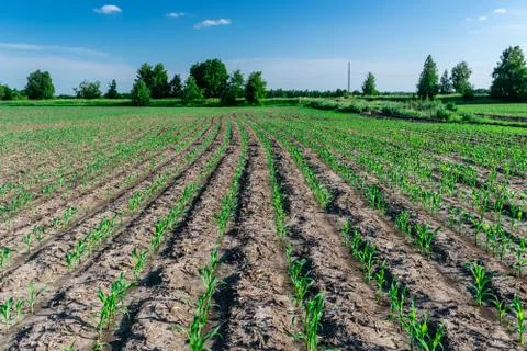 Young corn in summer Stock Photos