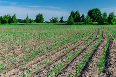 Young corn in summer Stock Photos