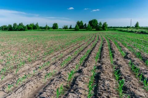 Young corn in summer Stock Photos