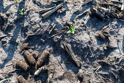 Young corn in summer Stock Photos