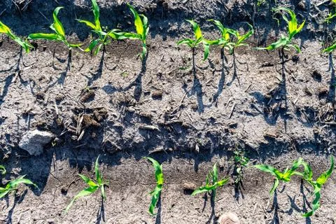 Young corn in summer Stock Photos