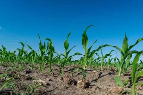 Young corn in summer Stock Photos