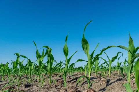 Young corn in summer Stock Photos
