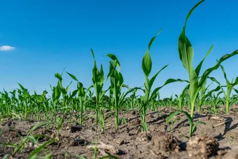 Young corn in summer Stock Photos
