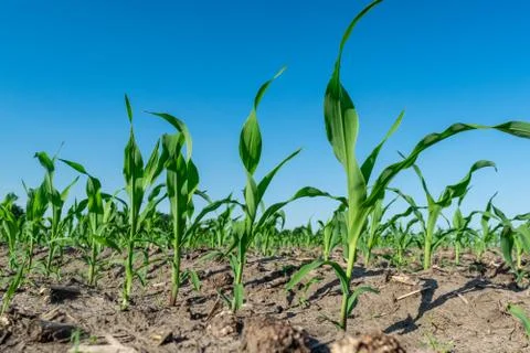 Young corn in summer Stock-Fotos