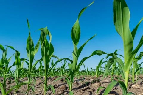 Young corn in summer Stock Photos