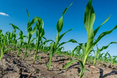 Young corn in summer Stock Photos