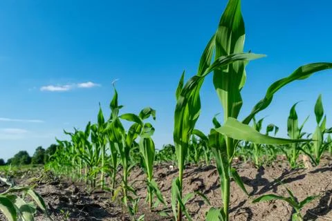 Young corn in summer Stock Photos
