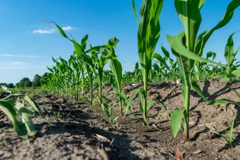 Young corn in summer Stock Photos