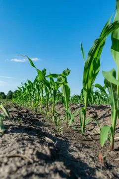 Young corn in summer Stock Photos