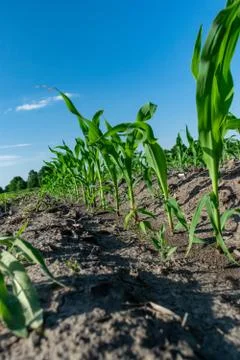 Young corn in summer Stock Photos