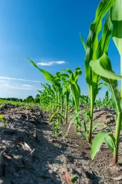 Young corn in summer Stock Photos