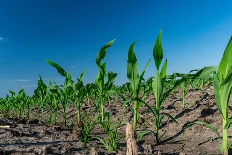 Young corn in summer Stock Photos
