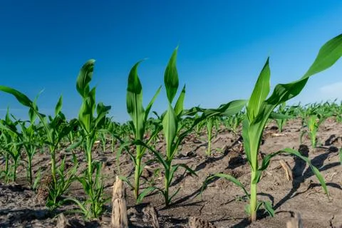 Young corn in summer Stock Photos