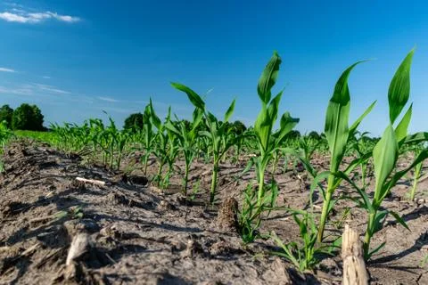 Young corn in summer Stock Photos