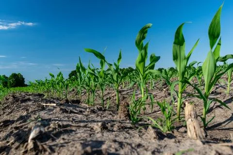Young corn in summer Stock Photos