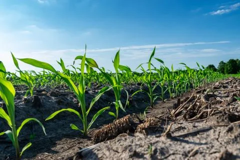 Young corn in summer Stock-Fotos
