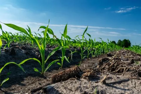 Young corn in summer Stock Photos
