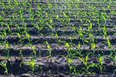 Young corn in summer Stock-Fotos