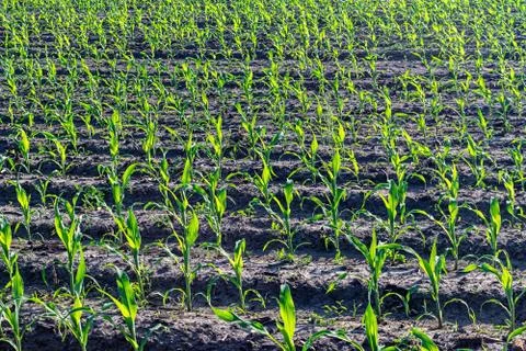Young corn in summer Stock Photos
