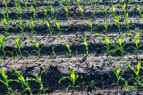 Young corn in summer Stock Photos