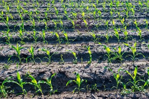 Young corn in summer Stock Photos