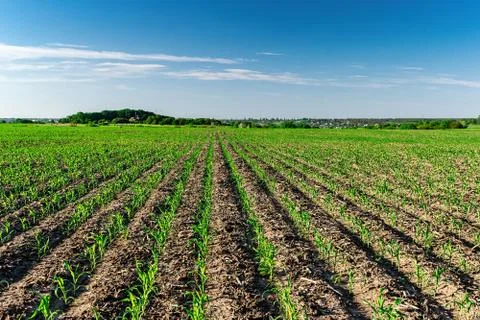 Young corn in summer Stock Photos
