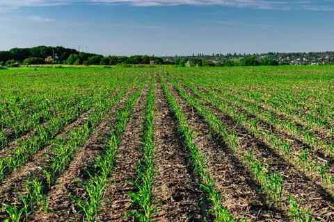 Young corn in summer Stock Photos